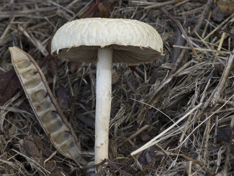 Agrocybe dura